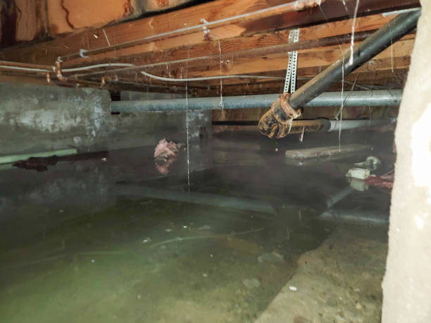 Best Professional water damage repair  in Colchester, IL